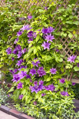 Clematis Reala