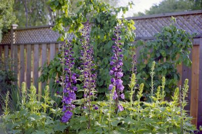 Delphinium Reala