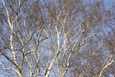 White birch Reala