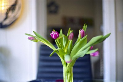 Tulips @f1.4 Reala