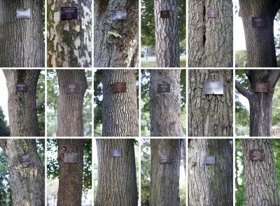 18 kinds of tree @f2.8 5D