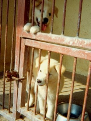 Jindo breed dog kennel