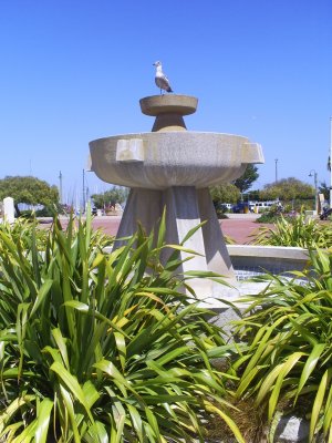 Portola Plaza seagull