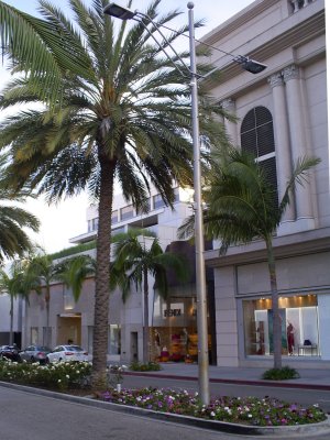 Palm tree on Rodeo Drive