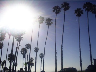 Sun and tall palm trees