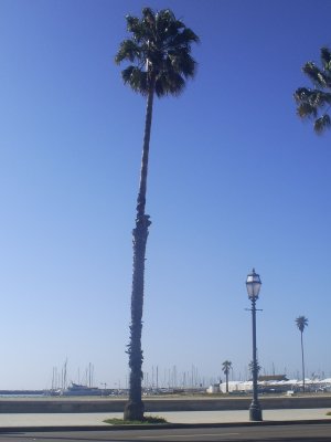 Tall palm with a yacht in the background