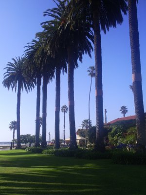 Palm tree lined lawn