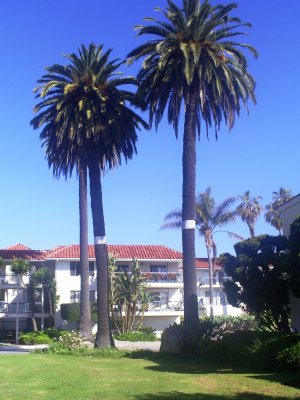 Pair of palms