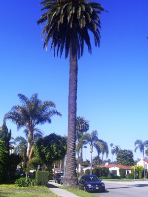 Tall palm beside our VW W8 4Mo 6MT