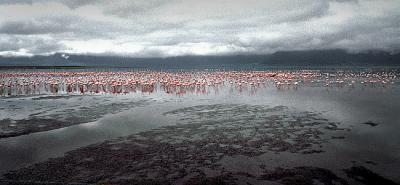 flamingo lake