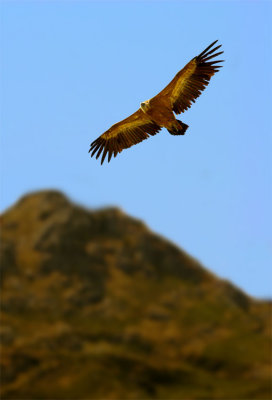 Eagle_Gaucin _Spain 1