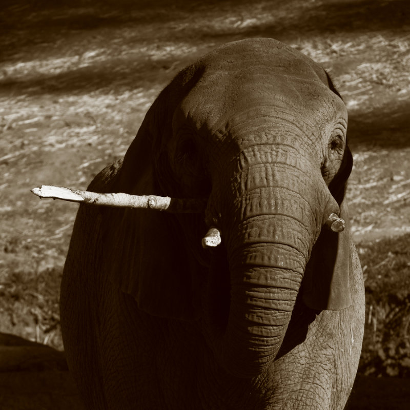 Elephant Toothpick