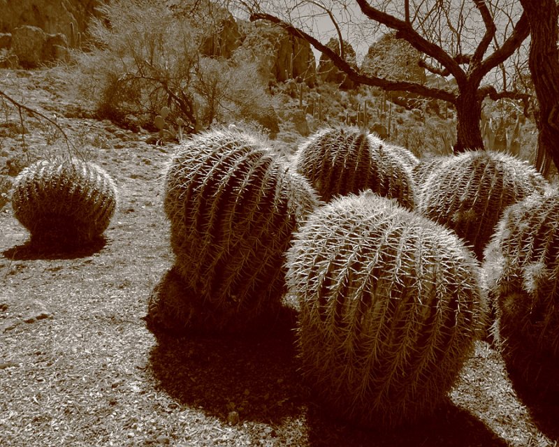 Cactus Gathering
