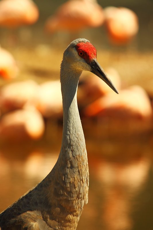 Sandhill Crane