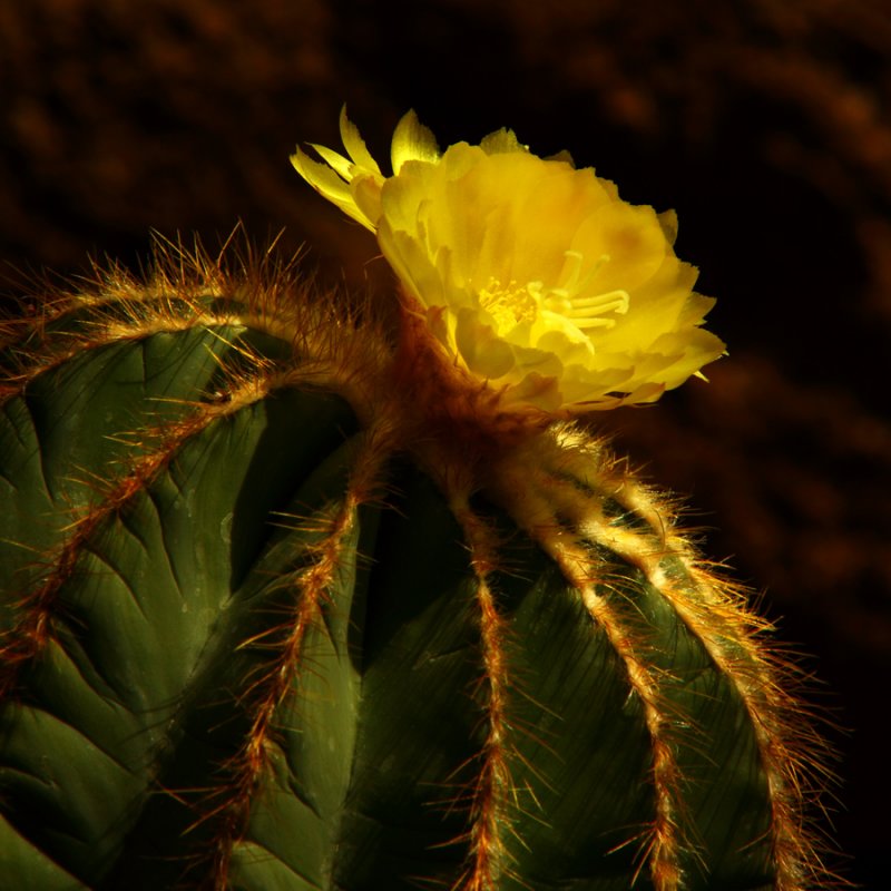 Cactus Sunshine