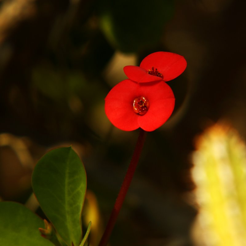 Easter Flower for  You