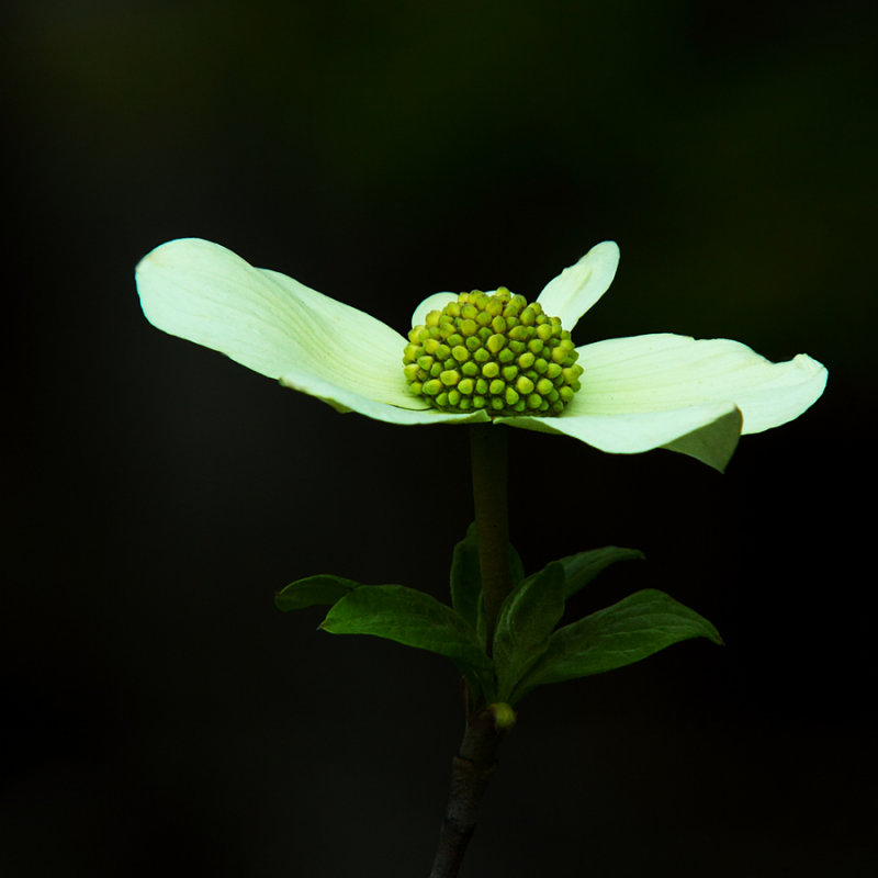 Dogwood