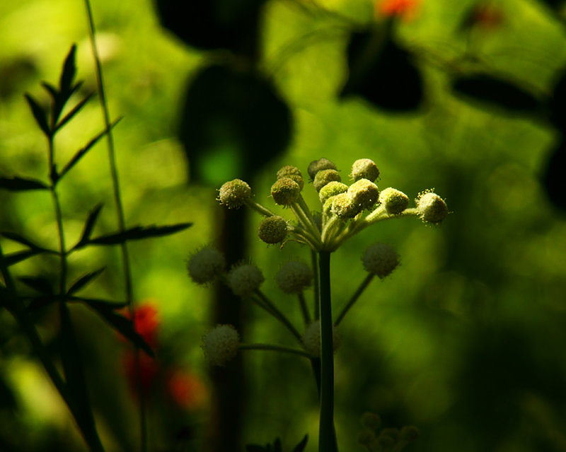 Shadowed Beauty