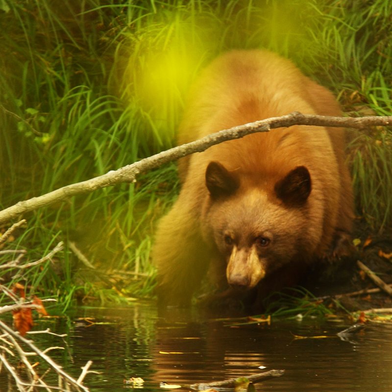 Bear Cub Through the Leaves