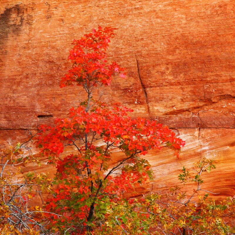 Zion Color