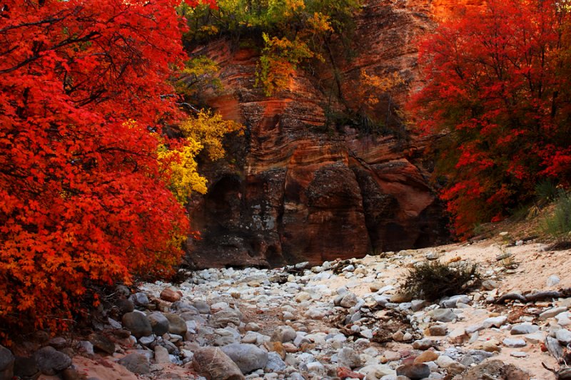 Zion Autumn Red