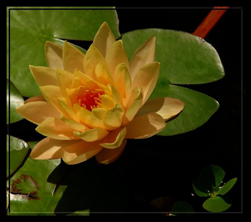 Yellow Lily Beauty