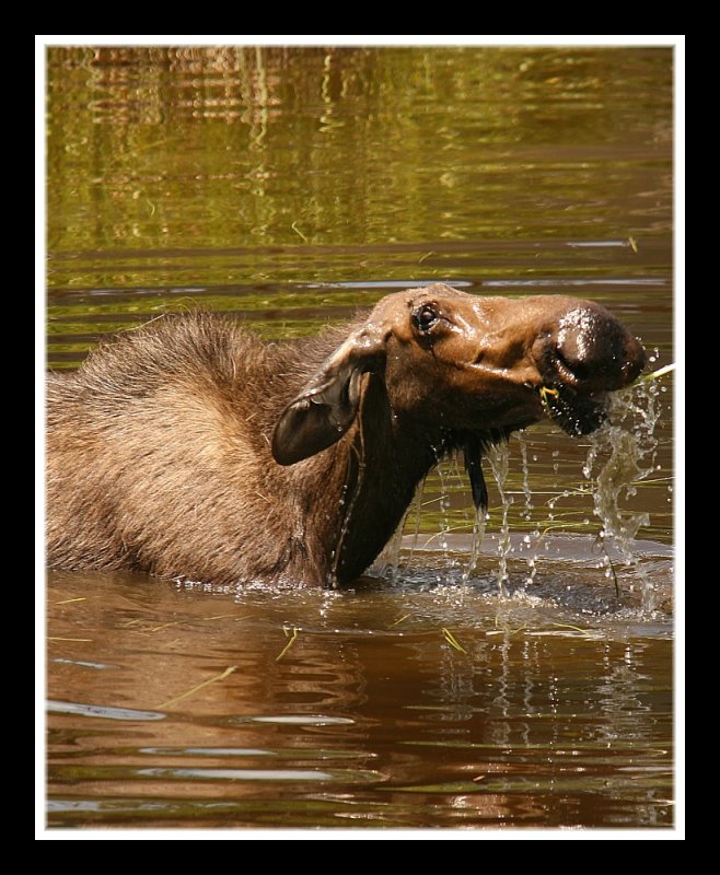 Wet Behind the Ears