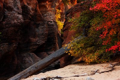 Gift of Zion Autumn Color