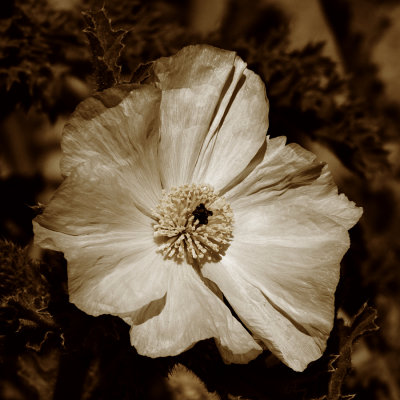 g4/62/657162/3/140511593.mhpbSe8X.jpg