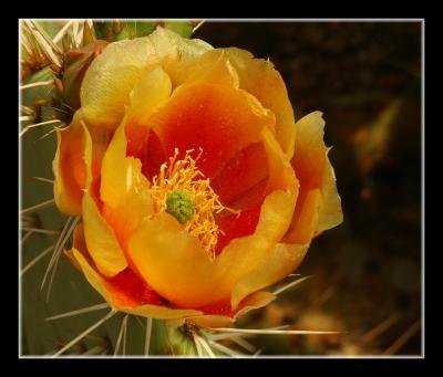 Cactus Beauty