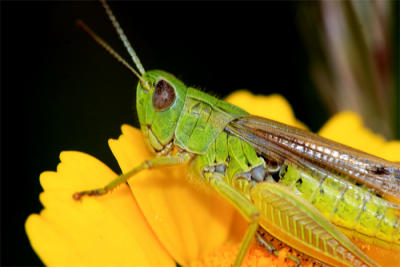 Meadow grasshopper ( Chorthippus parallelus)