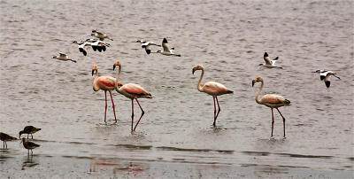 flamingos and mudbirds