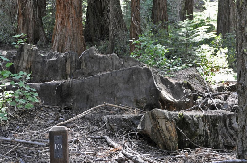 Centennial_Stump_10.jpg
