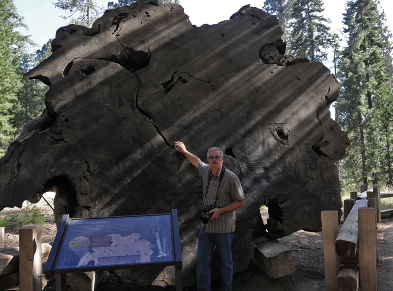 Sequoia_Cross_Section.jpg