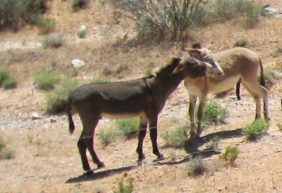 Two_Wild_Burros_Red_Rock_NP.jpg