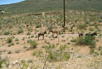 Wild_Burros_Red_Rock_NP.jpg