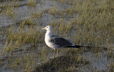 Seagull_at_Mono Lake.jpg