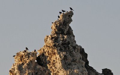 Blackbirds_on_Tufa.jpg