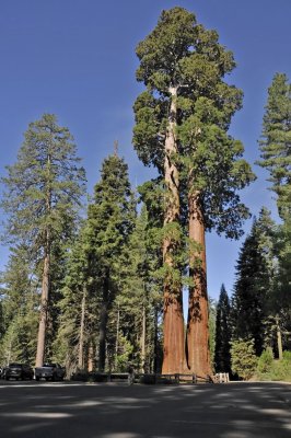 Sequoia_National_Park_2011.jpg