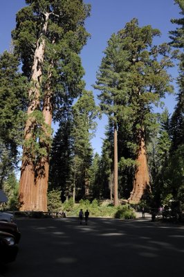 Sequoia_NP_Perspective.jpg