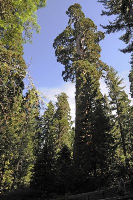 Sequoia_Pines.jpg