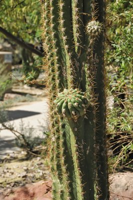 Sagauro Cactus