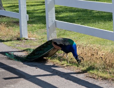 Grazing Peacock_237