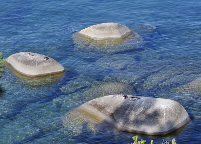 Ducks at Lake Tahoe_copy.jpg