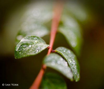 Morning Drops