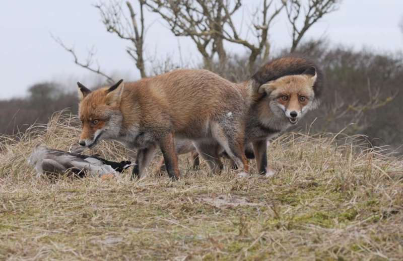 Red Fox - Vos