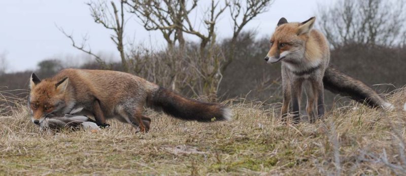 Red Fox - Vos
