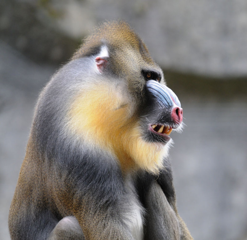 Mandril