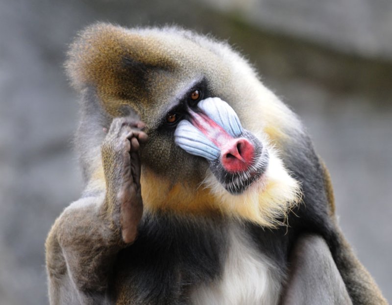 Mandril