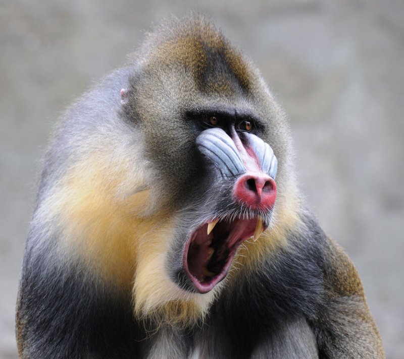 Mandril